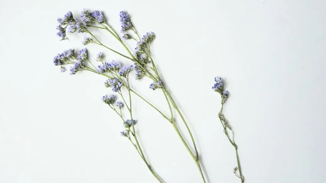 Limonium